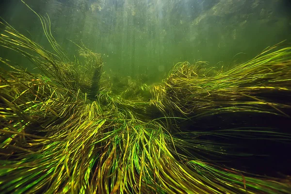 Podvodní Sladkovodní Zelené Pozadí Slunečními Paprsky Pod Voda — Stock fotografie