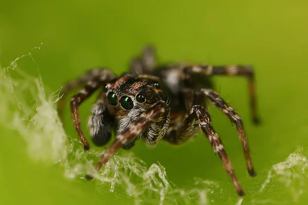 Aranha Jumper Macro Aracnofobia Bela Aranha Saltitante Aranha Venenosa — Fotografia de Stock