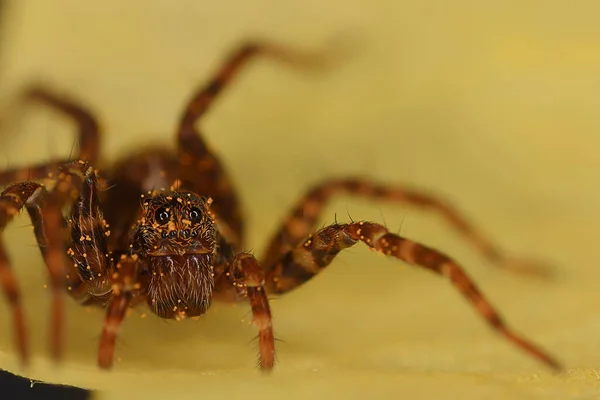 Araña Saltador Macro Aracnofobia Hermosa Araña Saltadora Araña Venenosa —  Fotos de Stock