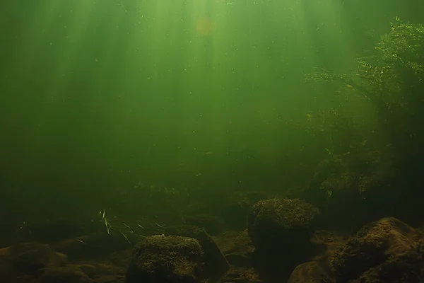 Підводний Прісноводний Зелений Фон Сонячними Променями Під Водою — стокове фото