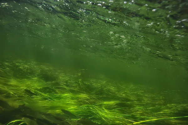 Водой Пресная Вода Зеленый Фон Солнечными Лучами Водой — стоковое фото