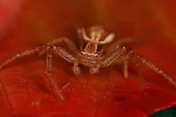 Ragno Saltatore Macro Aracnofobia Bel Ragno Che Salta Ragno Velenoso — Foto Stock