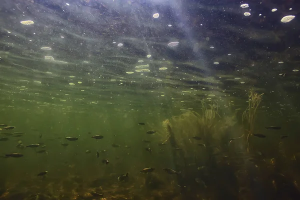 水中の小さな魚の群れ淡水の荒涼とした魚のカタクチイワシの海 — ストック写真