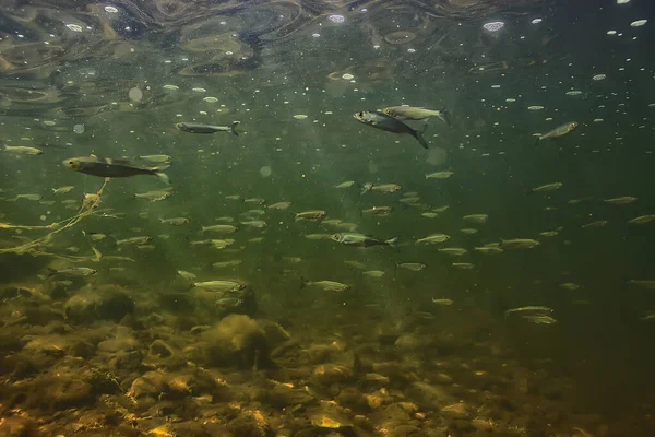 Bando Peixes Pequenos Subaquáticos Peixes Água Doce Sombrios Anchova Paisagem — Fotografia de Stock