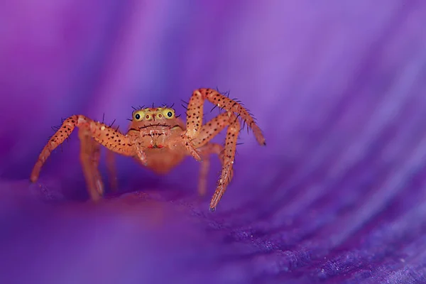 매크로 거미공포증 아름다운 독거미 — 스톡 사진