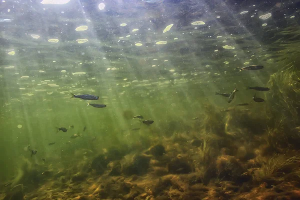 水中の小さな魚の群れ淡水の荒涼とした魚のカタクチイワシの海 — ストック写真