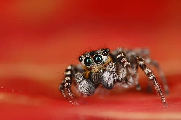Örümcek Atlayıcısı Makro Örümcekfobi Güzel Zıplayan Örümcek Zehirli Örümcek — Stok fotoğraf