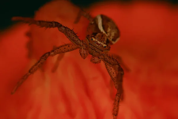 Örümcek Atlayıcısı Makro Örümcekfobi Güzel Zıplayan Örümcek Zehirli Örümcek — Stok fotoğraf