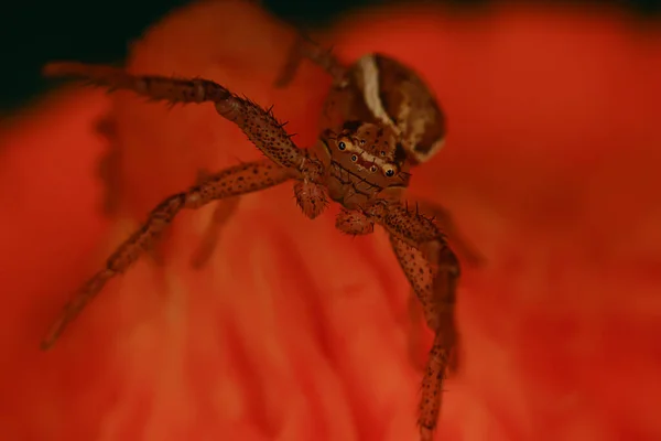 Aranha Jumper Macro Aracnofobia Bela Aranha Saltitante Aranha Venenosa — Fotografia de Stock