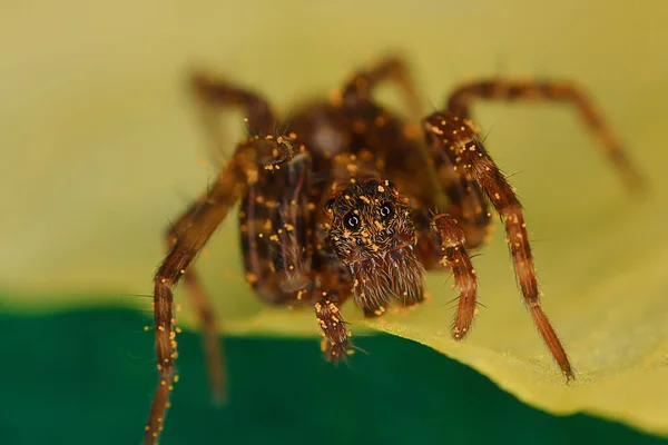 Araignée Sauteuse Macro Arachnophobie Belle Araignée Sauteuse Araignée Venimeuse — Photo