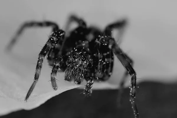 蜘蛛跳跃宏观 蜘蛛恐惧症 美丽的跳跃蜘蛛 毒蜘蛛 — 图库照片