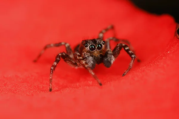 Spider Jumper Macro Arachnophobia Beautiful Jumping Spider Poisonous Spider — Stock Photo, Image