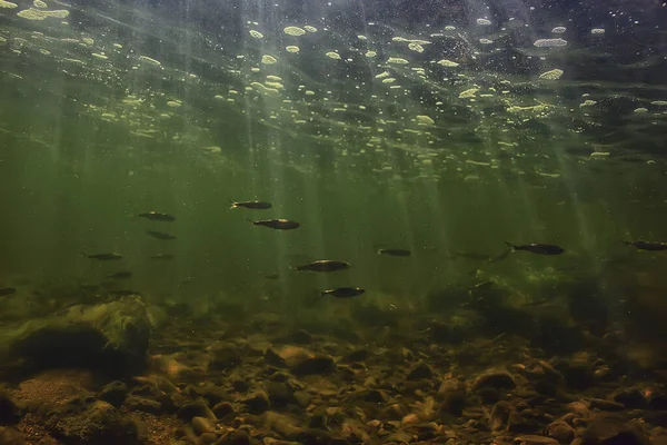 Güneş Işınları Suyun Altında Deniz Manzarası Tatlı Nehri Dalışı — Stok fotoğraf