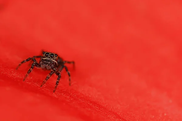 Spider Jumper Makro Arachnofobie Krásný Skákající Pavouk Jedovatý Pavouk — Stock fotografie