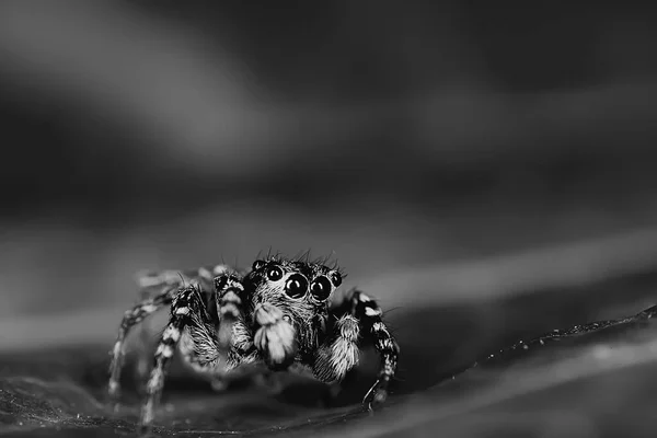 Spider Jumper Makro Arachnofobie Krásný Skákající Pavouk Jedovatý Pavouk — Stock fotografie