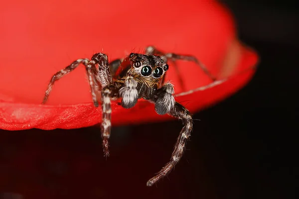 Araignée Sauteuse Macro Arachnophobie Belle Araignée Sauteuse Araignée Venimeuse — Photo