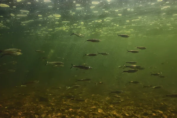 魚水中の浅瀬抽象的な背景 海の生態系 — ストック写真