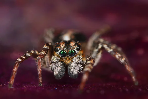 Aranha Jumper Macro Aracnofobia Bela Aranha Saltitante Aranha Venenosa — Fotografia de Stock