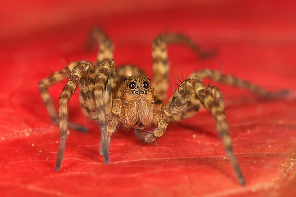 Araignée Sauteuse Macro Arachnophobie Belle Araignée Sauteuse Araignée Venimeuse — Photo