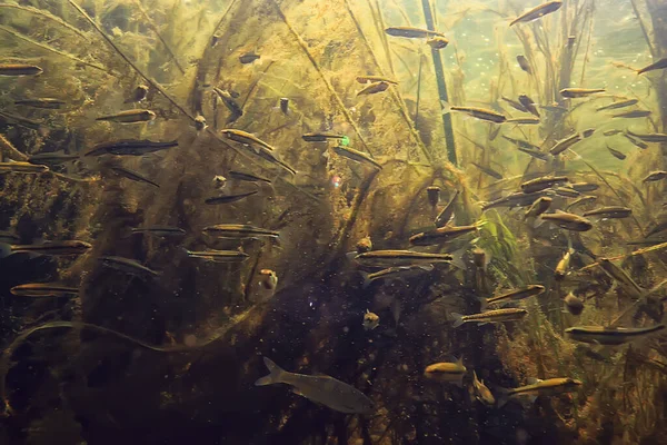魚の群れ淡水水族館水中の生態系魚 — ストック写真