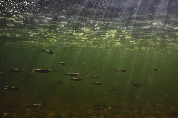 Подводные Отмели Абстрактный Фон Экосистема Океана Моря — стоковое фото