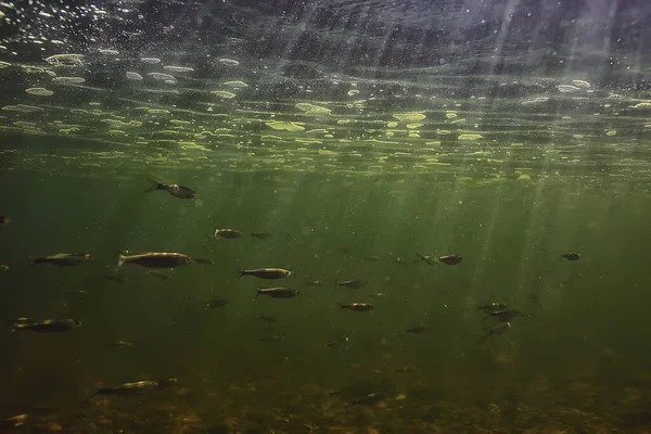 魚水中の浅瀬抽象的な背景 海の生態系 — ストック写真