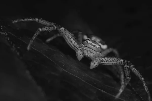 Aranha Jumper Macro Aracnofobia Bela Aranha Saltitante Aranha Venenosa — Fotografia de Stock