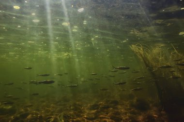 Suyun altında balık sürüsü, soyut arka plan deniz doğası deniz ekosistemi