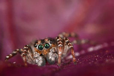 Örümcek atlayıcısı makro, örümcekfobi, güzel zıplayan örümcek, zehirli örümcek.