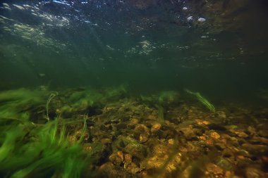 Nehirdeki çok renkli sualtı manzarası, temiz su yosunları, suyun altındaki bitkiler.