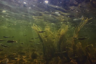 Suyun altında balık sürüsü, soyut arka plan deniz doğası deniz ekosistemi