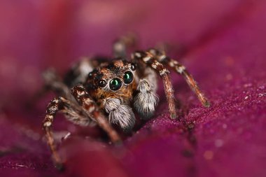Örümcek atlayıcısı makro, örümcekfobi, güzel zıplayan örümcek, zehirli örümcek.