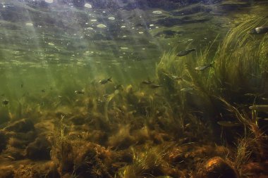 Güneş ışınları suyun altında, deniz manzarası tatlı su nehri dalışı
