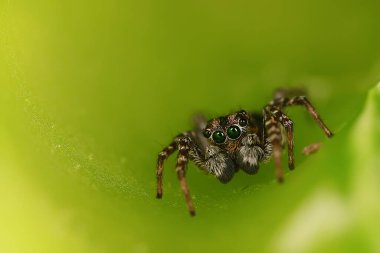 Örümcek atlayıcısı makro, örümcekfobi, güzel zıplayan örümcek, zehirli örümcek.