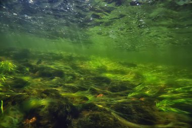 Nehir manzarasında yeşil yosunlar, nehir manzarası, ekoloji doğası.