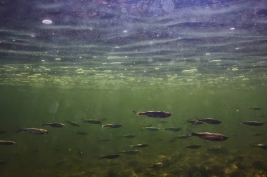 Suyun altında balık sürüsü, soyut arka plan deniz doğası deniz ekosistemi