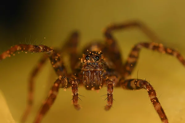 Aranha Jumper Macro Aracnofobia Bela Aranha Saltitante Aranha Venenosa — Fotografia de Stock