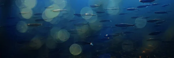 Suyun Altında Balık Sürüsü Soyut Arka Plan Deniz Doğası Deniz — Stok fotoğraf