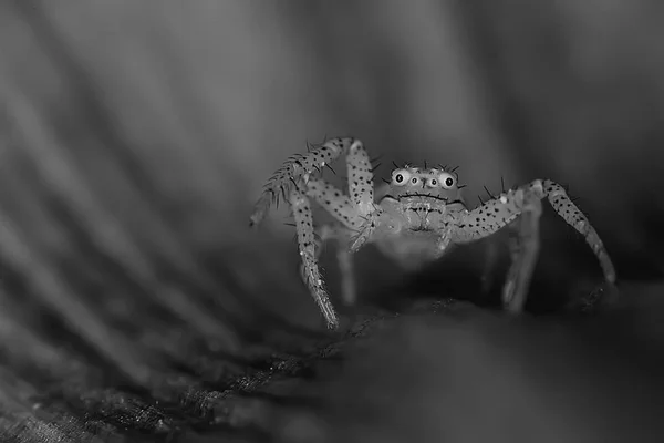 Pająk Skoczek Makro Arachnofobia Piękny Pająk Skoki Jadowity Pająk — Zdjęcie stockowe