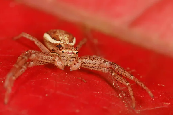 Pók Jumper Makró Arachnophobia Gyönyörű Ugró Pók Mérgező Pók — Stock Fotó