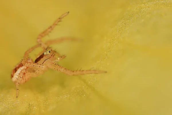 Aranha Jumper Macro Aracnofobia Bela Aranha Saltitante Aranha Venenosa — Fotografia de Stock