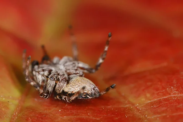 Araña Saltador Macro Aracnofobia Hermosa Araña Saltadora Araña Venenosa —  Fotos de Stock