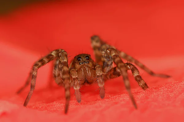 Pók Jumper Makró Arachnophobia Gyönyörű Ugró Pók Mérgező Pók — Stock Fotó