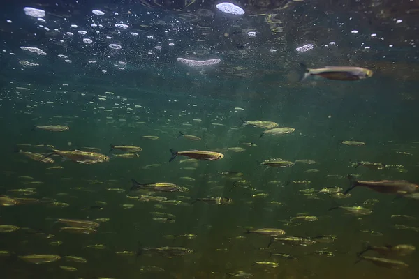 在水下的一群小鱼 淡淡的淡水鱼锚状海景 — 图库照片