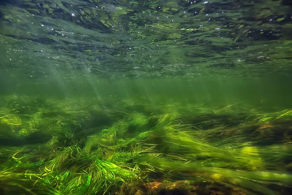 Algas Verdes Bajo Agua Paisaje Fluvial Paisaje Ecología Naturaleza — Foto de Stock