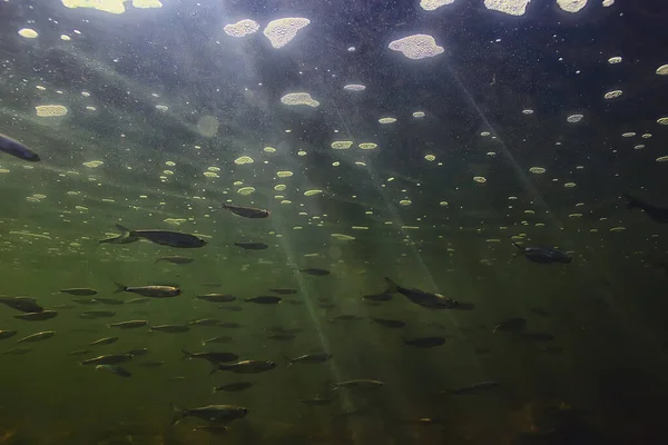 Bando Peixes Pequenos Subaquáticos Peixes Água Doce Sombrios Anchova Paisagem — Fotografia de Stock