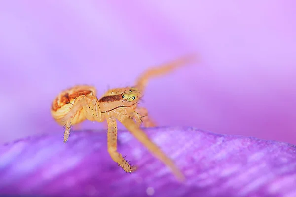 Павук Макро Арахнофобія Красивий Стрибаючий Павук Отруйний Павук — стокове фото