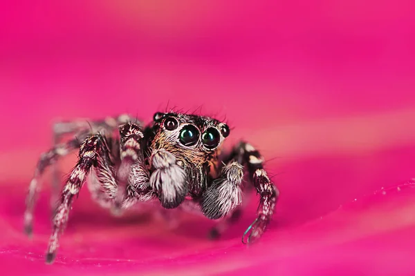 Araignée Sauteuse Macro Arachnophobie Belle Araignée Sauteuse Araignée Venimeuse — Photo