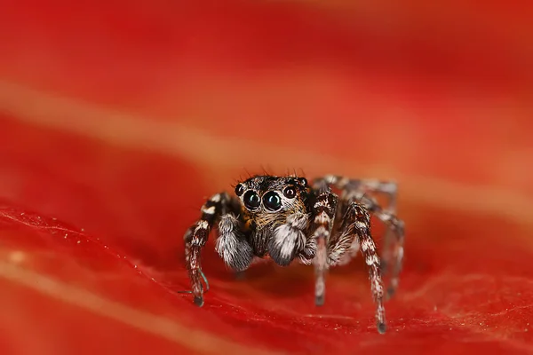 Spider Jumper Makro Arachnophobia Smuk Hoppe Edderkop Giftig Edderkop - Stock-foto