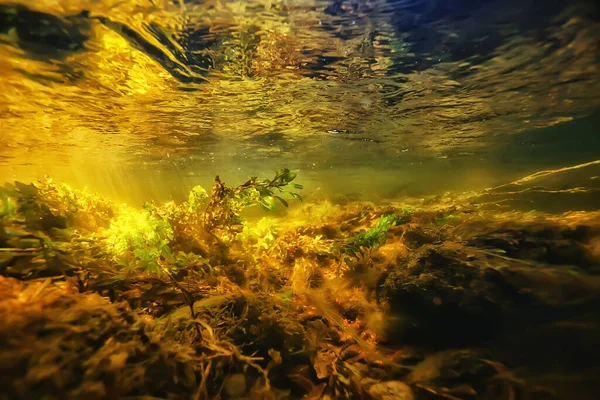 Сонячні Промені Під Водою Пейзаж Морський Прісноводний Річковий Дайвінг — стокове фото